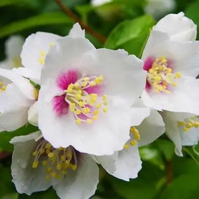 Жасмин БЕЛЬ ЭТУАЛЬ в Слониме