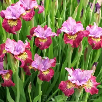 Ирис МИСС ЭППЛ сибирский в Слониме