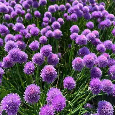 Лук-шнитт в Слониме