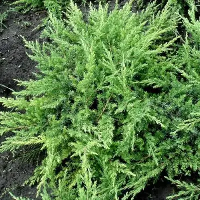 Можжевельник ШЛЯГЕР прибрежный в Слониме