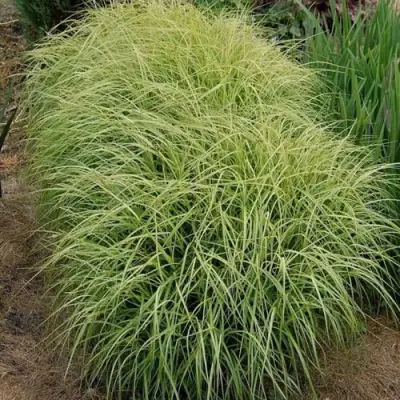 Осока ВАРИЕГАТА пальмолистная в Слониме