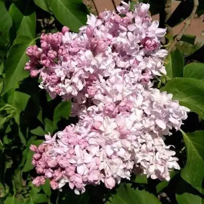 Сирень МИЛОСЕРДИЕ в Слониме