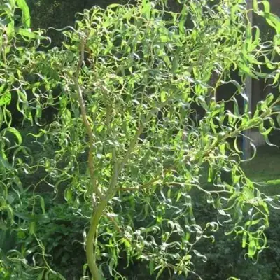 Ива МАТСУДАНА в Слониме