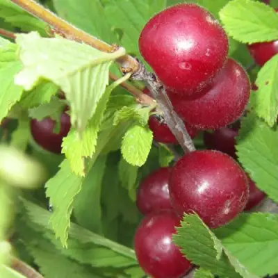Вишня персиковая АФЛОЦЕРАЗУС в Слониме