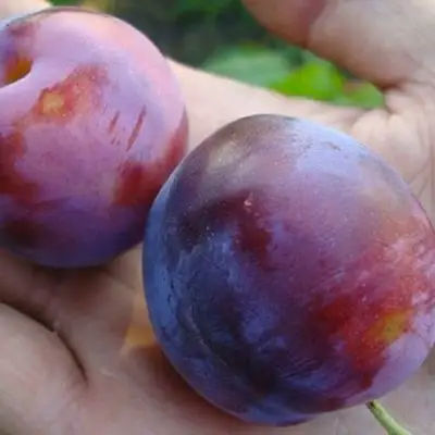 Слива РЕНКЛОД в Слониме