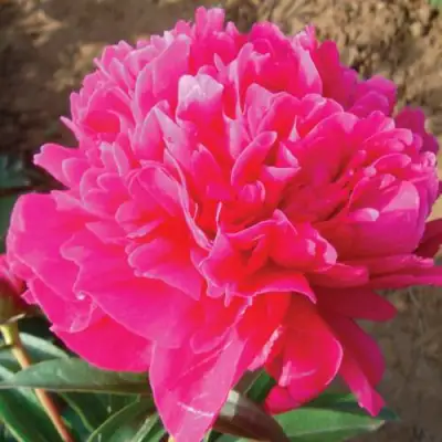 Пион РУБИНОВЫЙ СВЕТ травянистый в Слониме