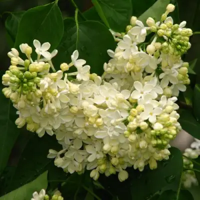 Сирень ПРИМРОУЗ в Слониме