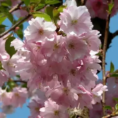 Вишня АККОЛЕЙД цветущая в Слониме