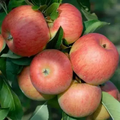 Яблоня ТОПАЗ в Слониме