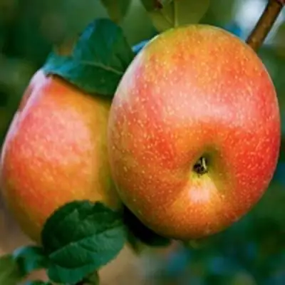 Яблоня ПЕРСИКОВАЯ в Слониме