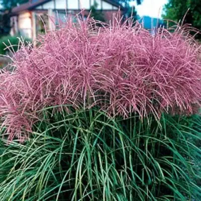 Мискантус МАЛЕПАРТУС китайский  в Слониме