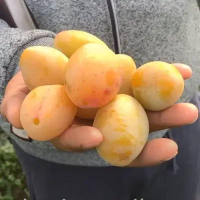 Слива ЯХОНТОВАЯ в Слониме