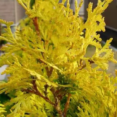 Туя ЕВРОПА ГОЛД западная в Слониме