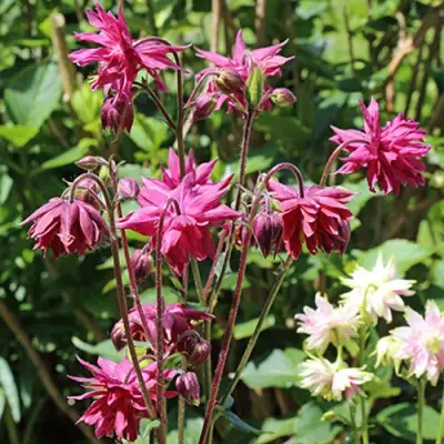 Аквилегия БАРЛОУ БОРДО обыкновенная в Слониме