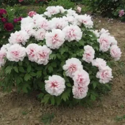 Пион ПЕРСИК ПОД СНЕГОМ древовидный в Слониме