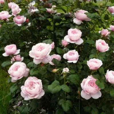 Роза КУИН ОФ СУИДЕН (КОРОЛЕВА ШВЕЦИИ) английская в Слониме