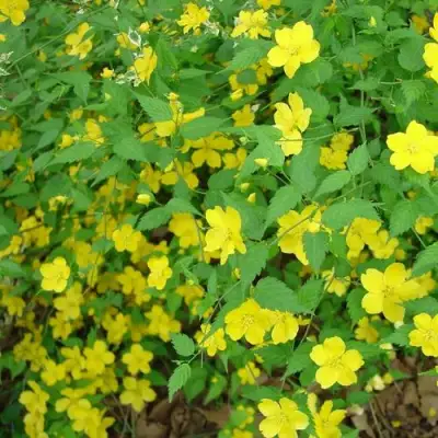 Керрия японская ГОЛДЕН ГИНЕЯ в Слониме