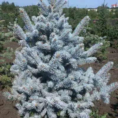 Ель МИСТИ БЛЮ голубая в Слониме