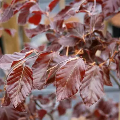 Бук лесной АТРОПУНИЦЕА в Слониме