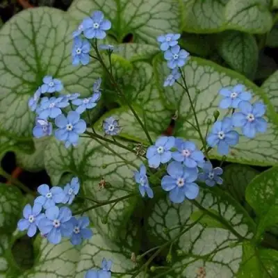 Бруннера ДЖЭК ФРОСТ в Слониме