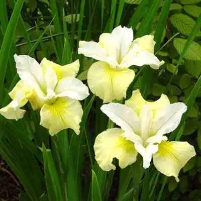 Ирис ЙЕЛЛОУ ТЕЙЛ сибирский в Слониме
