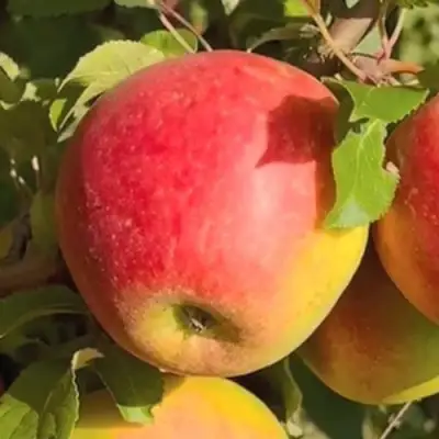 Яблоня САКАВИТА в Слониме