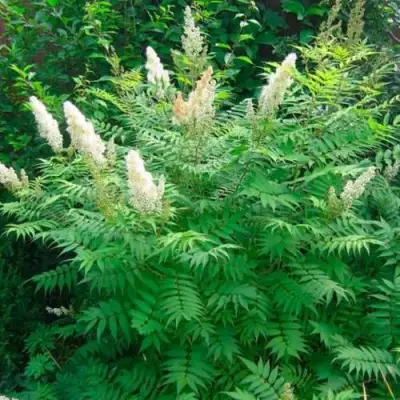 Рябинник рябинолистный СЭМ в Слониме