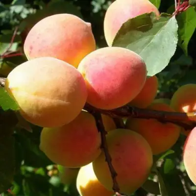 Абрикос СЮРПРИЗ в Слониме