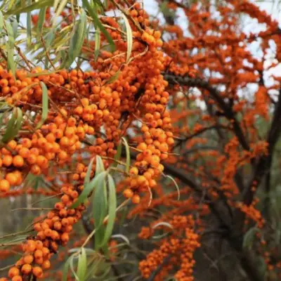 Облепиха СЕРАФИМА в Слониме