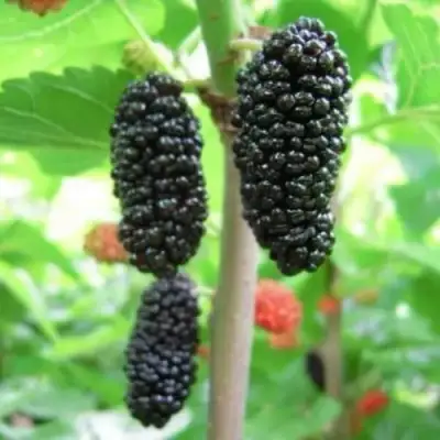 Шелковица ГАЛИЦИЯ в Слониме