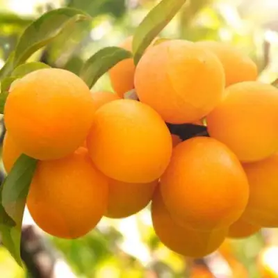 Слива МАРА в Слониме