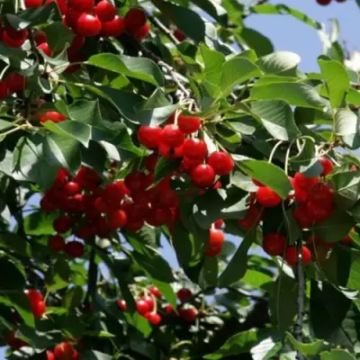 Вишня БРУСНИЦЫНА степная в Слониме