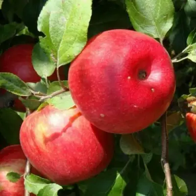 Яблоня ВАЛЕРИЯ в Слониме