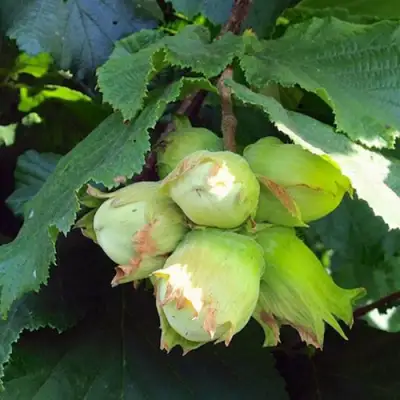 Фундук ТАМБОВСКИЙ РАННИЙ в Слониме