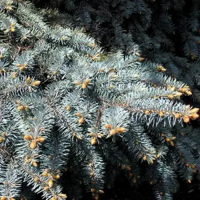 Ель НАНА сизая в Слониме