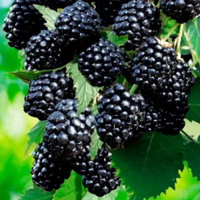 Ежевика ЛОХТЕЙ бесшипная в Слониме