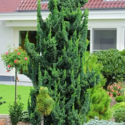 Кипарисовик ВИСЕЛЛИ лавсона в Слониме