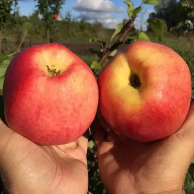 Яблоня КОВРОВОЕ стелющаяся в Слониме