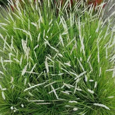 Сейслерия ОСЕННЯЯ в Слониме