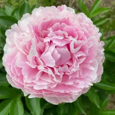 Пион КАТРИН ФОНТЕЙН травянистый в Слониме