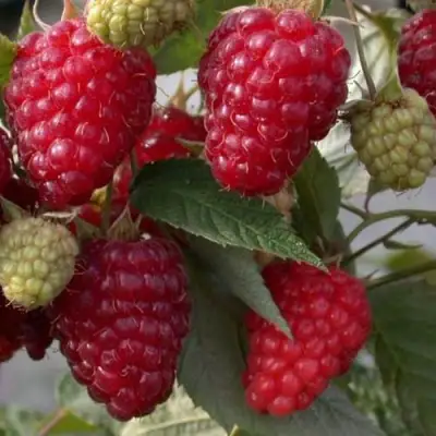 Малина ЭЛЕГАНТНАЯ в Слониме