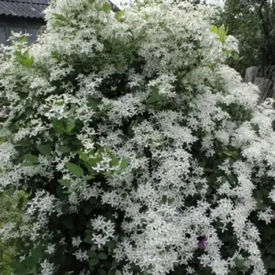 Клематис МАНЬЧЖУРСКИЙ в Слониме