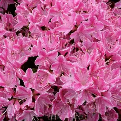 Азалия КЕРМЕСИНА РОУЗ японская в Слониме