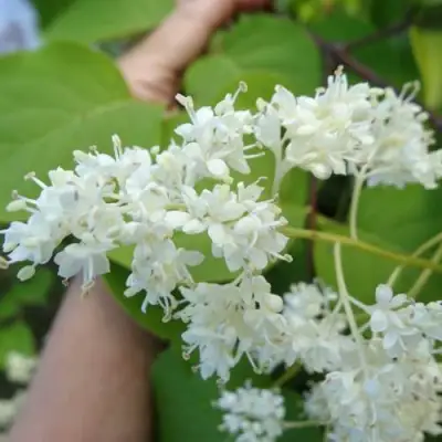 Сирень АМУРСКАЯ в Слониме