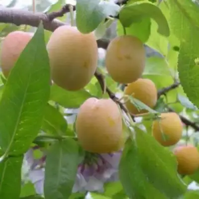 Слива УТРО в Слониме