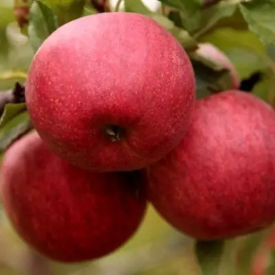 Яблоня ГАЛА ШНИГА в Слониме