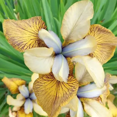 Ирис ФЛАЙИНГ ФИДДЛЗ сибирский в Слониме