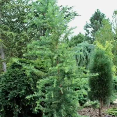 Лиственница КЕМПФЕРА в Слониме