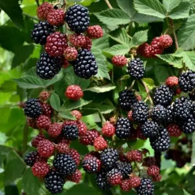 Ежевика РУБЕН ремонтантная  в Слониме