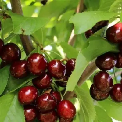 Черешня ИПУТЬ в Слониме